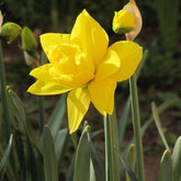 Hectarul - Bulbi de narcise Golden Ducat, 5 bulbi